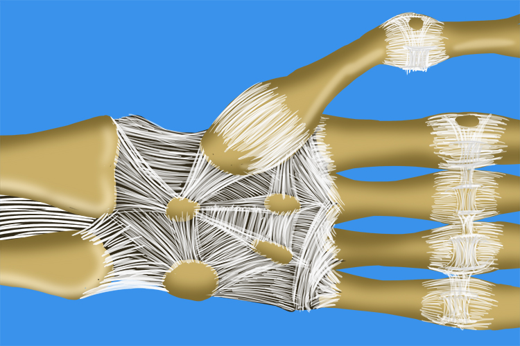 Image showing the bones in the hand are all connected to others by ligaments